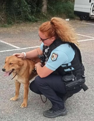 Illustration de l'article : Ils enferment leur chien dans une camionnette et partent en mer, les gendarmes interviennent in extremis