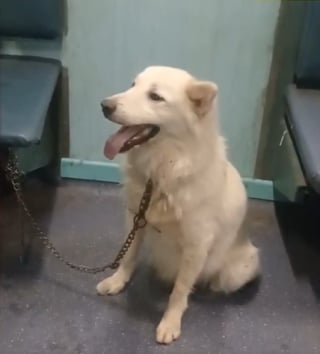 Illustration de l'article : Abandonné dans un train et pris de panique, ce chien retrouve la sérénité auprès de ses bienfaiteurs (vidéo)