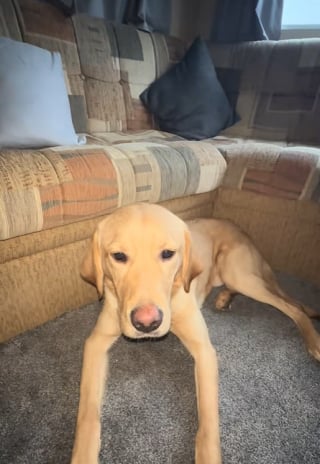 Illustration de l'article : Une chienne au grand coeur réconforte son nouveau frère canin marqué par sa vie en refuge (vidéo)