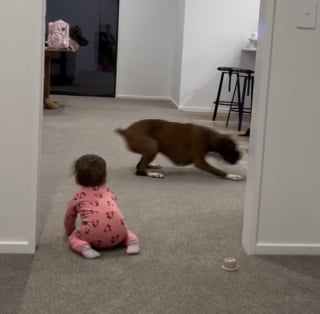 Illustration de l'article : « Le meilleur son du monde », ce bébé rit aux éclats dès lors qu’il voit son compagnon canin courir à travers le salon (vidéo)