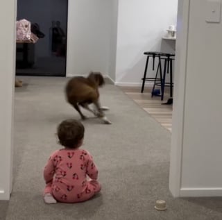 Illustration de l'article : « Le meilleur son du monde », ce bébé rit aux éclats dès lors qu’il voit son compagnon canin courir à travers le salon (vidéo)