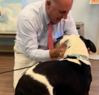 Illustration de l'article : Défendus avec courage par leur propriétaire qui a perdu la vie, ces 2 chiens renouent avec l'amour et l'espoir (vidéo)