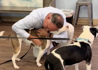 Illustration de l'article : Défendus avec courage par leur propriétaire qui a perdu la vie, ces 2 chiens renouent avec l'amour et l'espoir (vidéo)