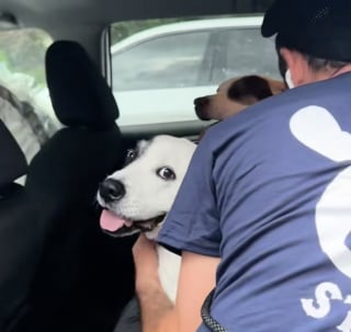 Illustration de l'article : Défendus avec courage par leur propriétaire qui a perdu la vie, ces 2 chiens renouent avec l'amour et l'espoir (vidéo)
