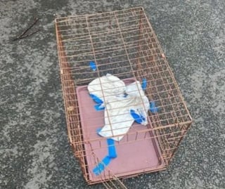 Illustration de l'article : "Incapable de lui donner la vie qu'il mérite", il abandonne son chien qui rebondit auprès d'une auxiliaire vétérinaire