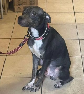 Illustration de l'article : "Incapable de lui donner la vie qu'il mérite", il abandonne son chien qui rebondit auprès d'une auxiliaire vétérinaire