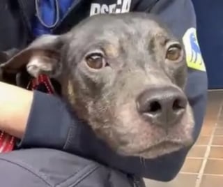 Illustration de l'article : "Incapable de lui donner la vie qu'il mérite", il abandonne son chien qui rebondit auprès d'une auxiliaire vétérinaire
