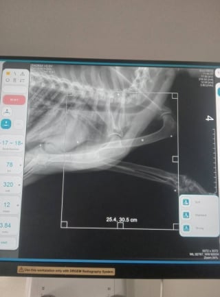 Illustration de l'article : Chassé dans la rue et atteint d'une balle, ce chien découvre la sécurité auprès de sa sauveteuse (vidéo)