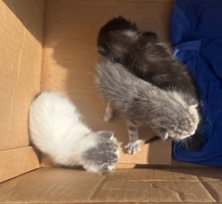 Illustration de l'article : Laissés dans une boîte devant la porte d’une bénévole, ces chatons se battent pour prendre du poids et découvrir le bel avenir qui leur est réservé