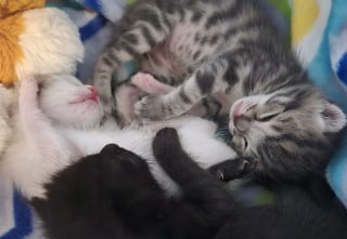 Illustration de l'article : Laissés dans une boîte devant la porte d’une bénévole, ces chatons se battent pour prendre du poids et découvrir le bel avenir qui leur est réservé