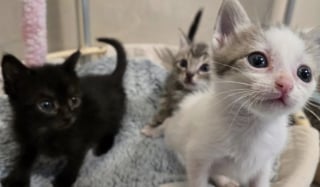 Illustration de l'article : Laissés dans une boîte devant la porte d’une bénévole, ces chatons se battent pour prendre du poids et découvrir le bel avenir qui leur est réservé