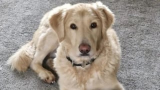 Illustration de l'article : Un chien surprend tout le monde en se remettant d'une fracture de la colonne vertébrale après une chute au bord d'une rivière