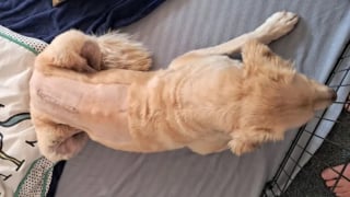 Illustration de l'article : Un chien surprend tout le monde en se remettant d'une fracture de la colonne vertébrale après une chute au bord d'une rivière