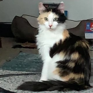 Illustration de l'article : Découverte trempée et affamée dans une gouttière, une chatte errante renaît grâce à un inconnu au grand cœur