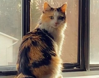 Illustration de l'article : Découverte trempée et affamée dans une gouttière, une chatte errante renaît grâce à un inconnu au grand cœur