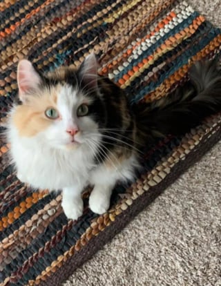 Illustration de l'article : Découverte trempée et affamée dans une gouttière, une chatte errante renaît grâce à un inconnu au grand cœur
