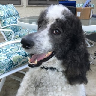 Illustration de l'article : Pour son travail exemplaire auprès de la police, ce chien de thérapie est en passe de remporter un prestigieux concours canin