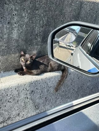 Illustration de l'article : Blessé et coincé au milieu d’une autoroute, ce chat doit son salut à l’intervention courageuse d’un agent de police (vidéo)