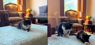 Illustration de l'article : Le moment drôle et attendrissant où une chatte rencontre son nouveau petit frère qui lui ressemble comme 2 gouttes d'eau (vidéo)