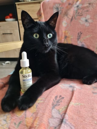 Illustration de l'article : Avis Stylla Hydration pour chats : notre test sur ce complément alimentaire qui encourage nos petits félins à boire plus d’eau