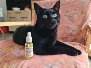 Illustration de l'article : Avis Stylla Hydration pour chats : notre test sur ce complément alimentaire qui encourage nos petits félins à boire plus d’eau