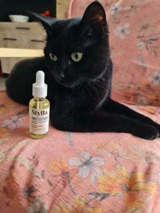 Illustration de l'article : Avis Stylla Hydration pour chats : notre test sur ce complément alimentaire qui encourage nos petits félins à boire plus d’eau