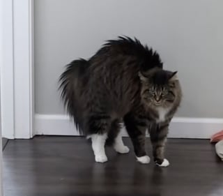 Illustration de l'article : Quand les chiens rentrent du toilettage, le chat découvre leur nouveau look et sa réaction est sans appel (vidéo)