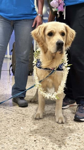 Illustration de l'article : Le premier chien d’assistance judiciaire en Outre-Mer arrive en Polynésie pour apaiser les victimes et les aider à s'exprimer