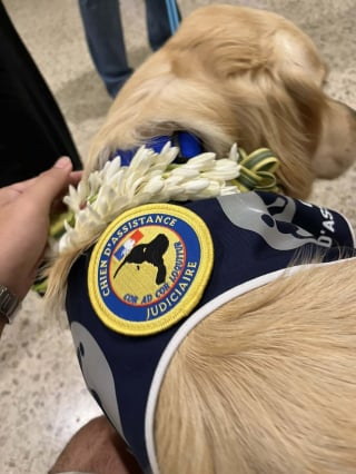 Illustration de l'article : Le premier chien d’assistance judiciaire en Outre-Mer arrive en Polynésie pour apaiser les victimes et les aider à s'exprimer