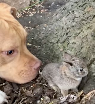 Illustration de l'article : Ami avec des chatons et des lapins, ce doux Pitbull prouve que l’amour dépasse les préjugés (vidéo)