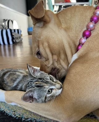 Illustration de l'article : Ami avec des chatons et des lapins, ce doux Pitbull prouve que l’amour dépasse les préjugés (vidéo)