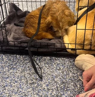Illustration de l'article : Trouvé en piteux état dans un foyer qui cumulait des centaines d'animaux, ce chien renaît grâce à l'amour (vidéo)