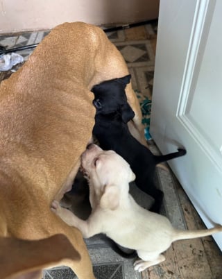 Illustration de l'article : « C’est ça que le monde est devenu ? », une chienne, 7 chiots et une femme âgée sont sauvés d'une maison laissée en piteux état