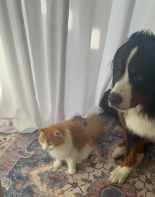 Illustration de l'article : Loin de se laisser impressionner par les 3 chiens de sa maison, ce chat leur vole même leur panier (vidéo)  