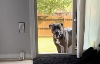 Illustration de l'article : Après avoir passé près de 2 ans dans une cage sans avoir le droit d’accéder à la maison, cette chienne découvre la douceur de vivre en intérieur (vidéo)