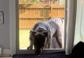 Illustration de l'article : Après avoir passé près de 2 ans dans une cage sans avoir le droit d’accéder à la maison, cette chienne découvre la douceur de vivre en intérieur (vidéo)