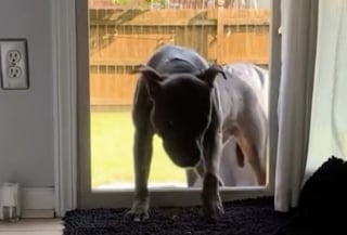 Illustration de l'article : Après avoir passé près de 2 ans dans une cage sans avoir le droit d’accéder à la maison, cette chienne découvre la douceur de vivre en intérieur (vidéo)