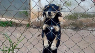 Illustration de l'article : Sauvé de l'errance, ce chien change de vie 1400 km plus loin où il a pour mission de retrouver ses congénères perdus