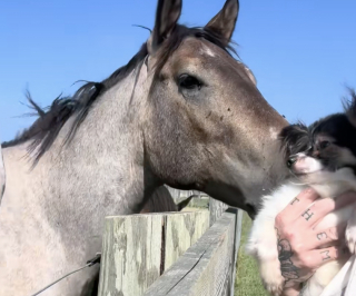 Illustration de l'article : Cette vidéo devenue virale montre la drôle d’interaction ayant eu lieu entre ce chien sauvé d’une situation de thésaurisation et ce cheval issu d’un sauvetage 