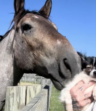 Illustration de l'article : Cette vidéo devenue virale montre la drôle d’interaction ayant eu lieu entre ce chien sauvé d’une situation de thésaurisation et ce cheval issu d’un sauvetage 