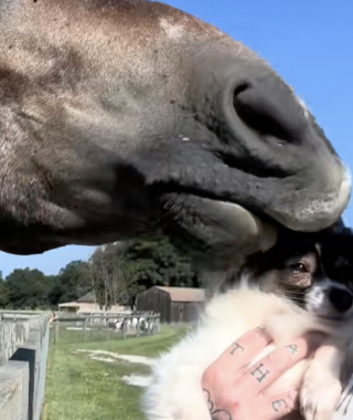 Illustration de l'article : Cette vidéo devenue virale montre la drôle d’interaction ayant eu lieu entre ce chien sauvé d’une situation de thésaurisation et ce cheval issu d’un sauvetage 