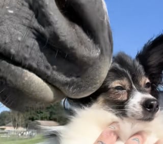 Illustration de l'article : Cette vidéo devenue virale montre la drôle d’interaction ayant eu lieu entre ce chien sauvé d’une situation de thésaurisation et ce cheval issu d’un sauvetage 