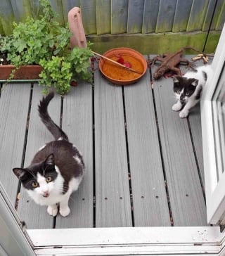 Illustration de l'article : Déjà maman de 2 chatons, cette chatte vient chercher l’aide d’une âme bienveillante pour mettre au monde sa nouvelle portée (vidéo)