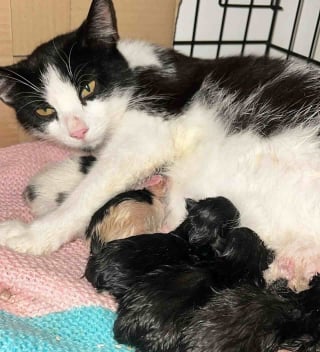 Illustration de l'article : Déjà maman de 2 chatons, cette chatte vient chercher l’aide d’une âme bienveillante pour mettre au monde sa nouvelle portée (vidéo)