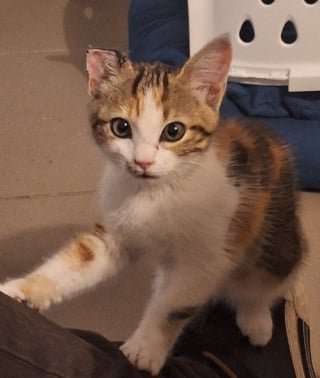 Illustration de l'article : « C'est un peu une star maintenant », un chaton sauvé au milieu d'une route trouve une nouvelle famille grâce aux gendarmes 