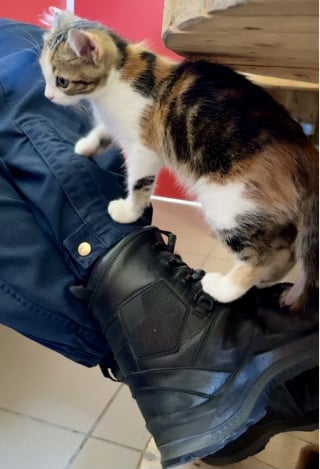 Illustration de l'article : « C'est un peu une star maintenant », un chaton sauvé au milieu d'une route trouve une nouvelle famille grâce aux gendarmes 