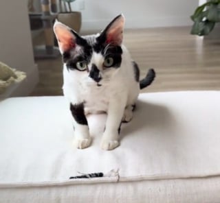 Illustration de l'article : Un chat fraîchement adopté étonne son humain en s'adonnant à un jeu typiquement canin (vidéo)