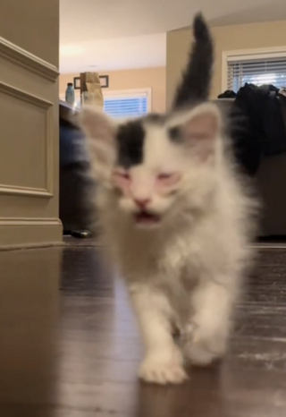 Illustration de l'article : Bien décidé à se rapprocher de sa grande soeur Golden Retriever, ce petit chaton n’a pas hésité à user de son charme pour créer un lien (vidéo)