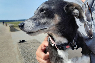 Illustration de l'article : Venu au Mexique pour une retraite, ce Fran&ccedil;ais repart avec un chien errant qui ne le l&acirc;chait plus