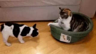 Illustration de l'article : 12 photos qui prouvent que nos félins sont les petits chefs de nos maisons